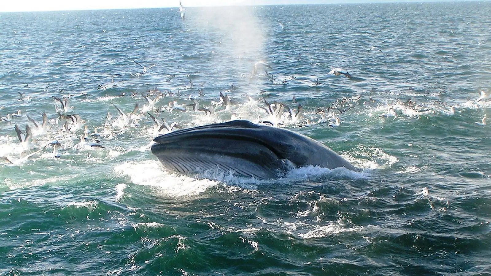Кит выходит к поверхности во время морского путешествия